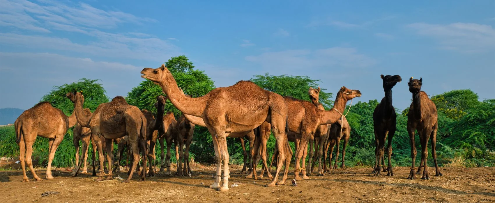 camel desert safari dubai